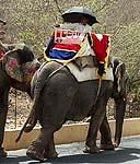Vers le fort d'Amber (Rajasthan)