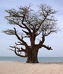 Baobab entre mer et brousse
