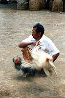 Les combats de coq  Bali - Cliquez sur la photo pour l'agrandir