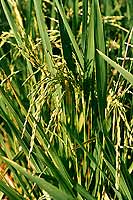 Photo de grains de riz - Cliquez pour agrandir