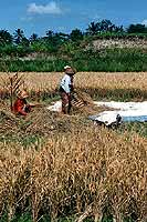 La rcolte du riz - Cliquez sur la photo pour l'agrandir
