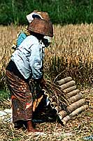 Sparation des grains de riz - Cliquez pour agrandir