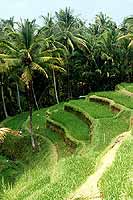 Photo des rizires de Bali - Cliquez pour agrandir