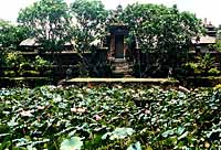 Le bassin aux lotus du Caf Lotus  Ubud - Cliquez sur la photo pour agrandir