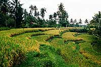 Les rizires en terrasse de Bali  - Cliquez pour agrandir