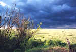 dans les plaines de la savane africaine