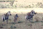 Les victimes des animaux sauvages dans les réserves d'Afrique se rencontrent dans la brousse ou la savane. Cliquer sur la photo pour agrandir