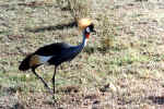 La faune africaine au Kenya: photo de grue couronne. Cliquer pour agrandir