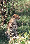 La faune africaine au Kenya: photo de gupard. Cliquer pour agrandir