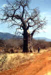 La flore africaine du Kenya: photo de baobab. Cliquer pour agrandir la photo