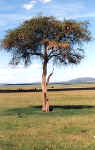 La flore africaine du Kenya: photo d'acacia. Cliquer pour agrandir la photo