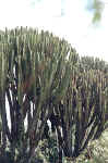La flore africaine du Kenya: photo d'euphorbe. Cliquer pour agrandir la photo