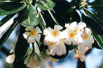 La flore africaine du Kenya: photo de frangipanier. Cliquer pour agrandir la photo