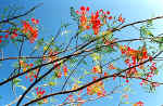 La flore africaine du Kenya: photo de flamboyant. Cliquer pour agrandir la photo