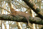 Photo de lopard,  c'est le mieux cach des big five. Cliquer sur la photo pour agrandir