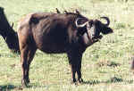 Photo de buffle, le plus puissant des big five. Cliquer sur la photo pour agrandir