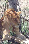 Photo de lion, le roi des big five. Cliquer sur la photo pour agrandir