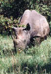 Photo de rhinocros, le plus rare des big five. Cliquer pour agrandir
