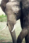 Photo d'lphant, le plus gros des big five. Cliquer sur la photopour agrandir