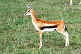 Kenya safari sur la flore et la faune africaine (riches en espèces au kenya). Cliquez pour voir le safari photo
