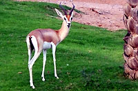 Gazelle d'Arabie - Cliquez pour agrandir