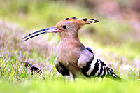 Hoopoe - Cliquez pour agrandir