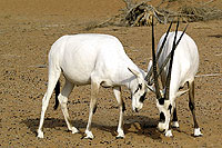 Oryx d'Arabie - Cliquez pour agrandir