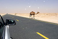 Sur la route du dsert - Cliquez pour agrandir
