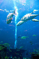 L'aquarium de Dubai - Cliquez pour agrandir