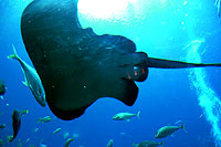 Raie manta  l'aquarium de Dubai - Cliquez pour agrandir