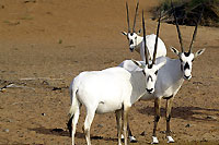 Un groupe d'oryx - Cliquez pour agrandir la photo