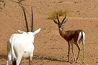 Oryx & gazelle - Cliquez pour agrandir la photo