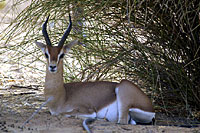 Gazelle - Cliquez pour agrandir la photo