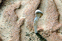 Champignon - Cliquez pour agrandir la photo