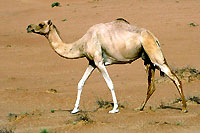 Dromadaire - Cliquez pour agrandir la photo