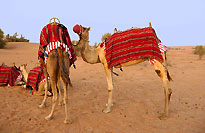 dromadaire sur pattes - Cliquez pour agrandir