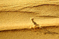 Photo d'un Gecko - Cliquez pour agrandir la photo