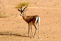 Gazelle d'Arabie - Cliquez pour agrandir la photo