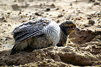 Oiseau dans le dsert - Cliquez pour agrandir la photo