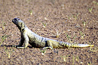 Un uromastyx (lzard du dsert) - Cliquez pour agrandir la photo
