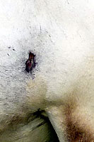 La blessure - Cliquez pour agrandir