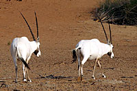 Oryx en errance - Cliquez pour agrandir