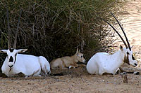 Papa, maman et bb oryx - Cliquez pour agrandir
