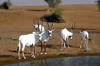 Harde d'oryx - Cliquez pour agrandir