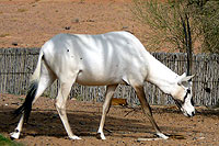 Oryx au pelage blanc - Cliquez pour agrandir