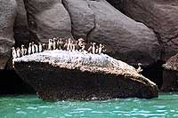Groupe de cormorans dans le fjord de Musandam