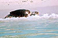 Tortue marine dans le golfe arabique