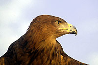 Photo d'un aigle ravisseur  (Cliquez pour agrandir la photo)