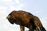 Photo d'aigle  l'affut  - Cliquez sur la photo pour agrandir