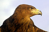 Photo d'aigle - Cliquez pour agrandir